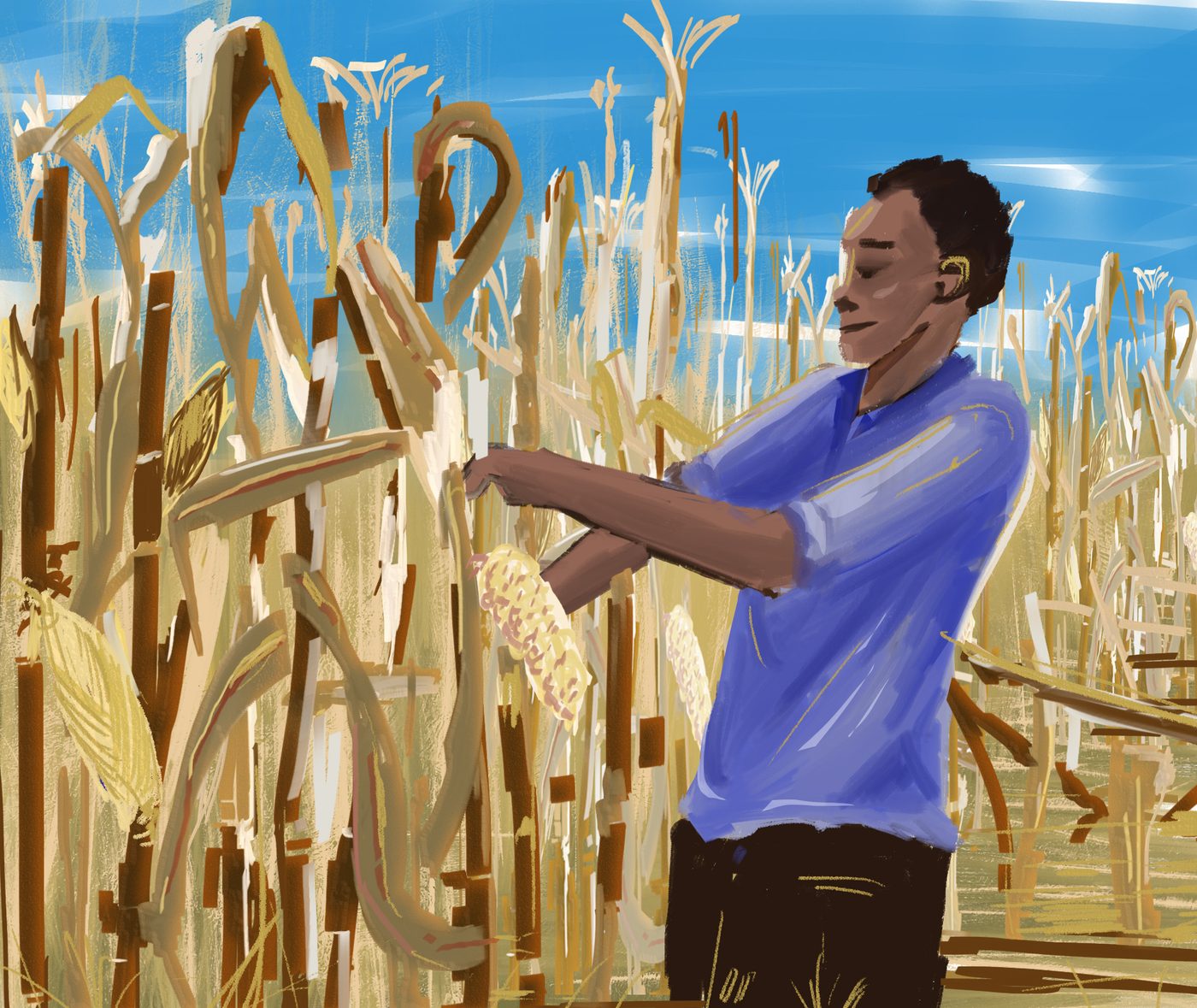 Harvest scene illustration